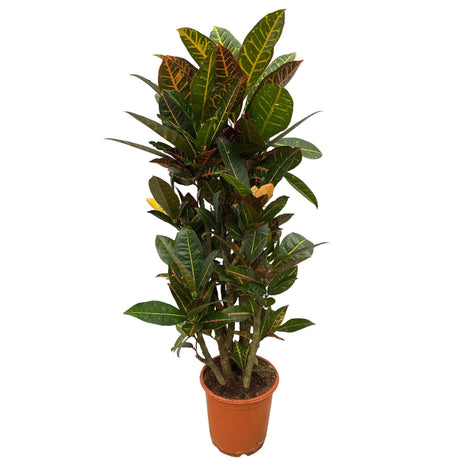 Livraison plante Codiaeum croton Petra