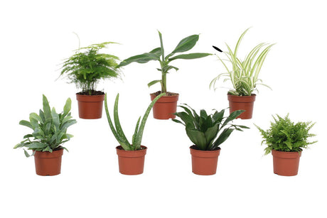 Livraison plante Coffret 7 plantes dépolluantes - d9cm - h23cm