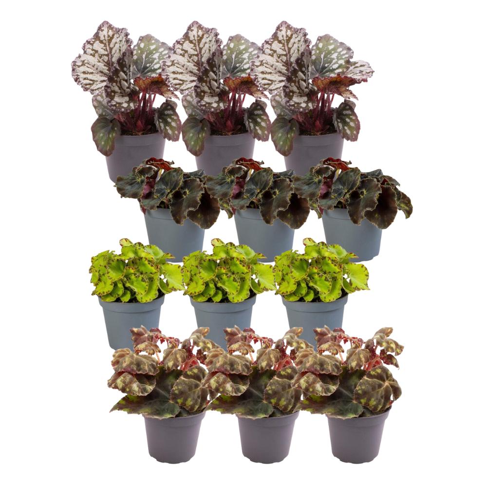 Livraison plante Coffret Begonia - Lot de 12 plantes