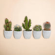 Livraison plante Coffret cactus et ses caches - pots blancs - Lot de 15, h13cm