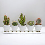 Livraison plante Coffret cactus et ses caches - pots blancs - Lot de 15, h13cm