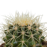 Livraison plante Coffret cactus et ses caches - pots blancs - Lot de 3 plantes, h18cm