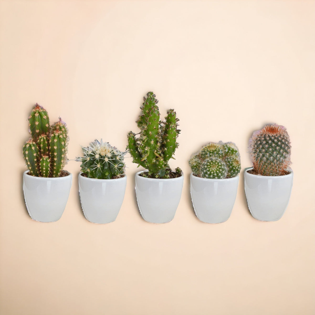 Coffret Succulente & Cactus + caches-pots blancs