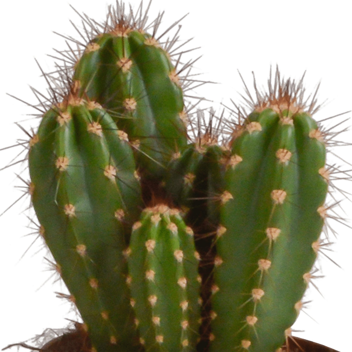 Livraison plante Coffret cactus et ses caches - pots terracotta - Lot de 3 plantes, h23cm