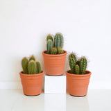 Livraison plante Coffret cactus et ses caches - pots terracotta - Lot de 3 plantes, h23cm