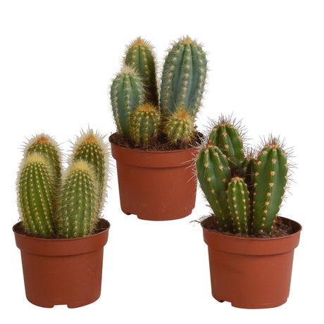 Livraison plante Coffret cactus - Lot de 3 plantes, h23cm