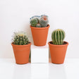 Livraison plante Coffret cadeau cactus et ses caches - pots terracotta - Lot de 3 plantes, h16cm