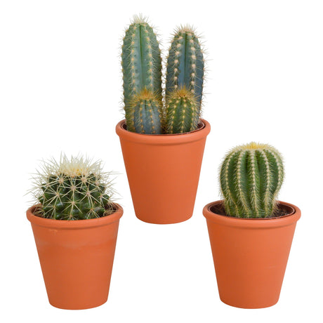 Livraison plante Coffret cadeau cactus et ses caches - pots terracotta - Lot de 3 plantes, h18cm