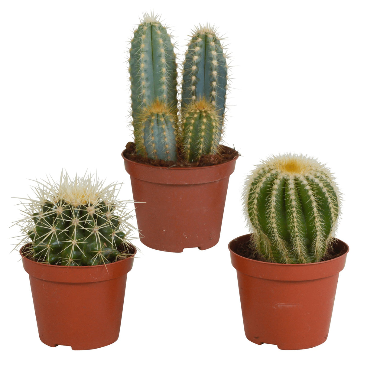 Livraison plante Coffret cadeau cactus - Lot de 3 plantes, h18cm