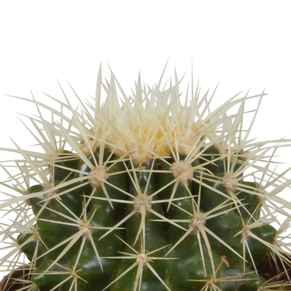 Livraison plante Coffret cadeau cactus - Lot de 3 plantes, h18cm