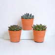 Livraison plante Coffret cadeau echeveria et ses caches - pots terracotta - Lot de 3 plantes, h21cm