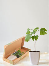 Livraison plante Coffret cadeau - Ginkgo l'arbre de vie