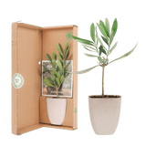 Livraison plante Coffret cadeau Petit Olivier