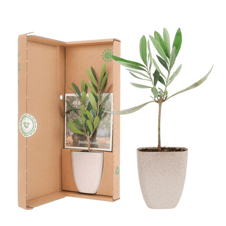 Livraison plante Coffret cadeau Petit Olivier