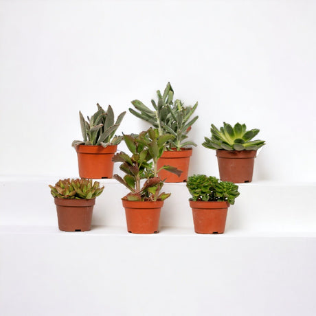 Livraison plante Coffret cadeau succulente - Lot de 12 plantes, h12cm