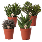 Livraison plante Coffret cadeau succulente - Lot de 4 plantes, h20cm