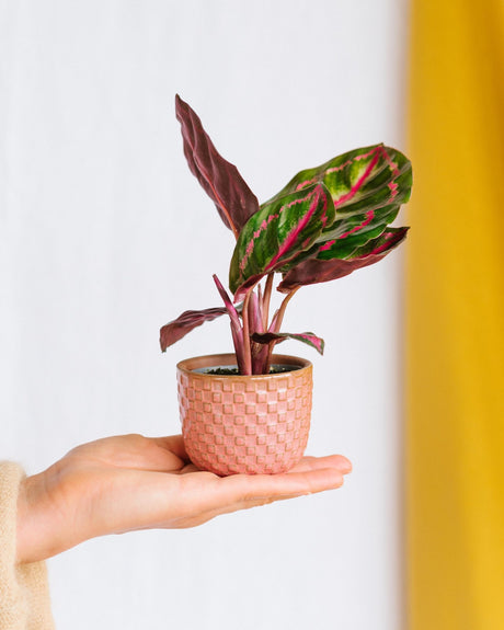 Livraison plante Coffret Calathea lovers - Trio de Baby plantes