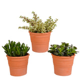 Livraison plante Coffret crassula et ses caches - pots terracotta - Lot de 3 plantes, h21cm