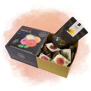 Livraison plante Coffret de bulbes hollandais Medium, lot de 4 dahlias + Thé Mangue Coconut offert