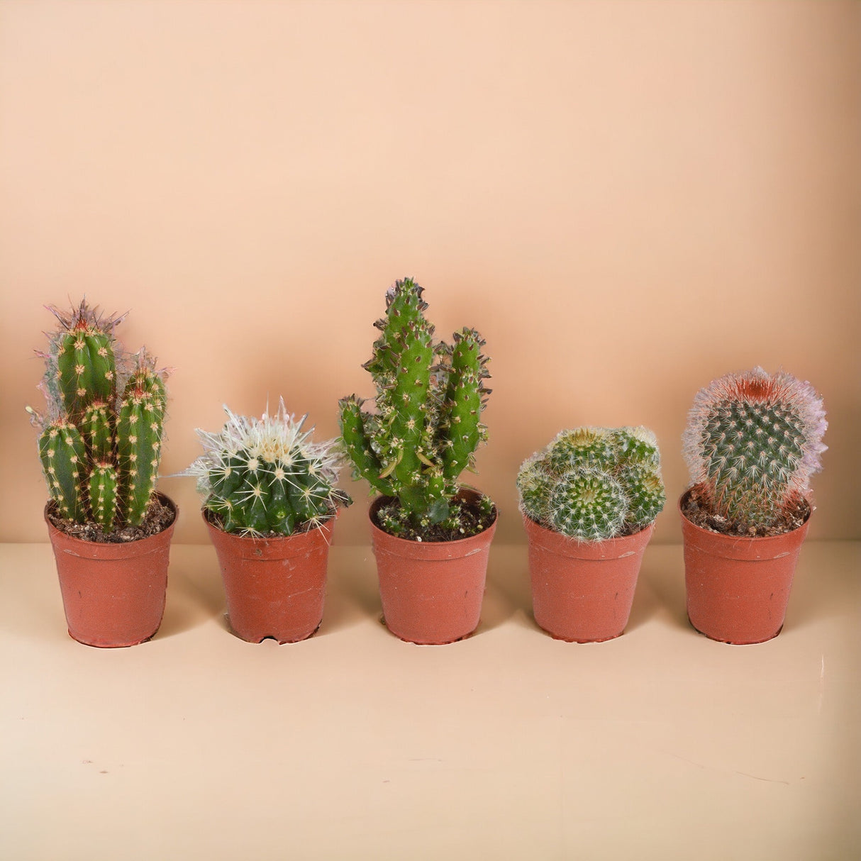 Livraison plante Coffret de Cactus & Succulentes