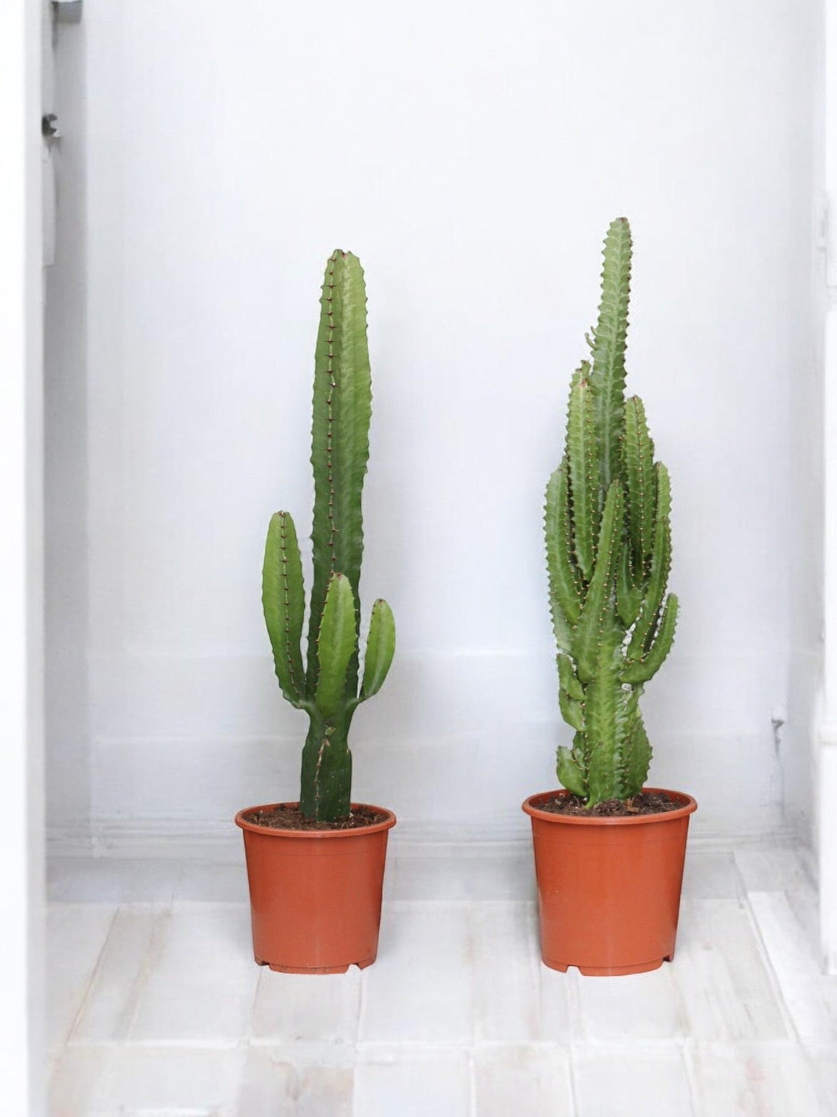 Livraison plante Coffret - Duo de plantes