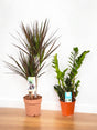 Livraison plante Coffret - Duo de plantes