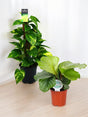 Livraison plante Coffret - Duo de plantes