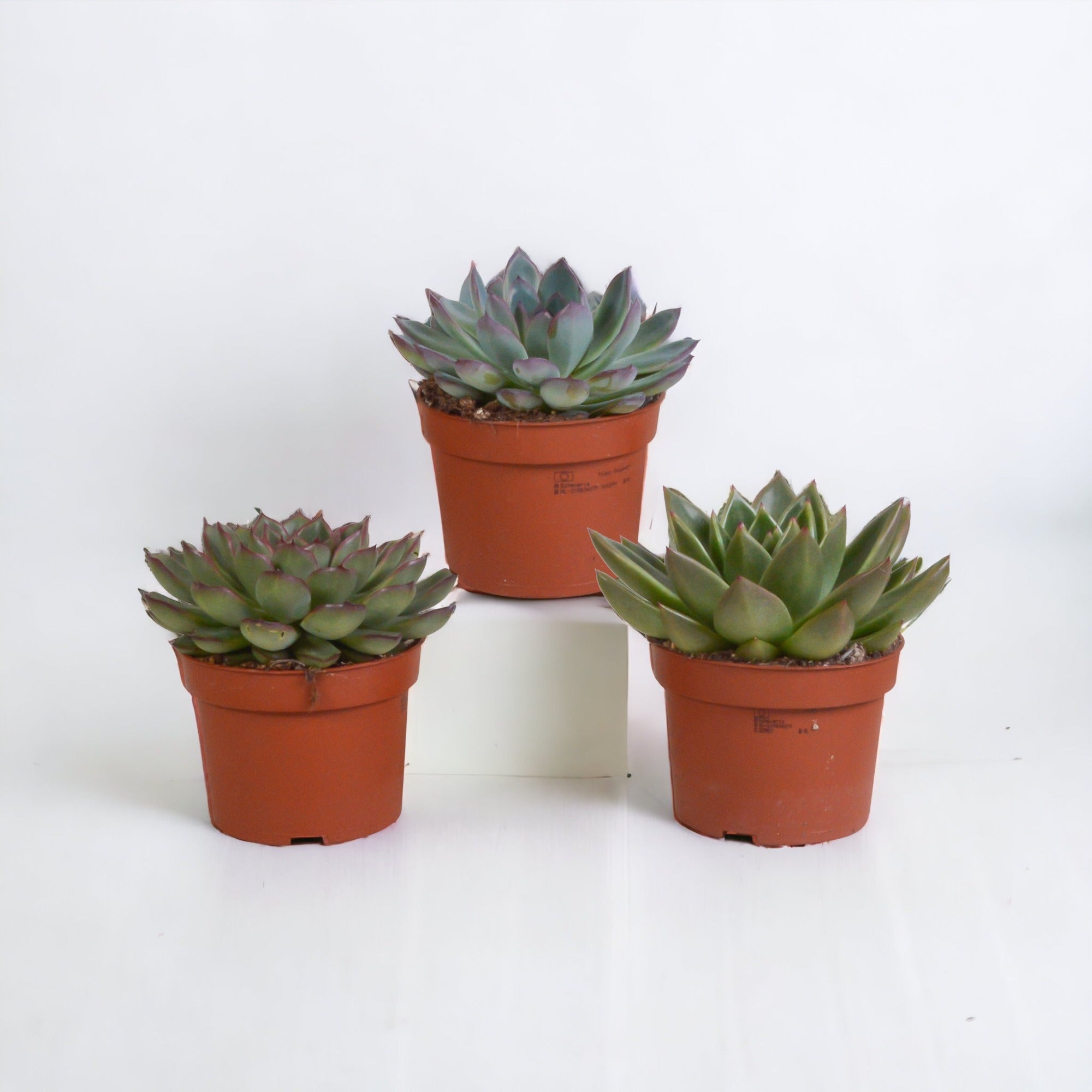 Coffret Echeveria: 3 Plantes Succulentes Variées, H21cm – La Green