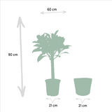 Livraison plante Coffret Ficus et ses paniers noirs - Lot de 2 plantes, h90cm