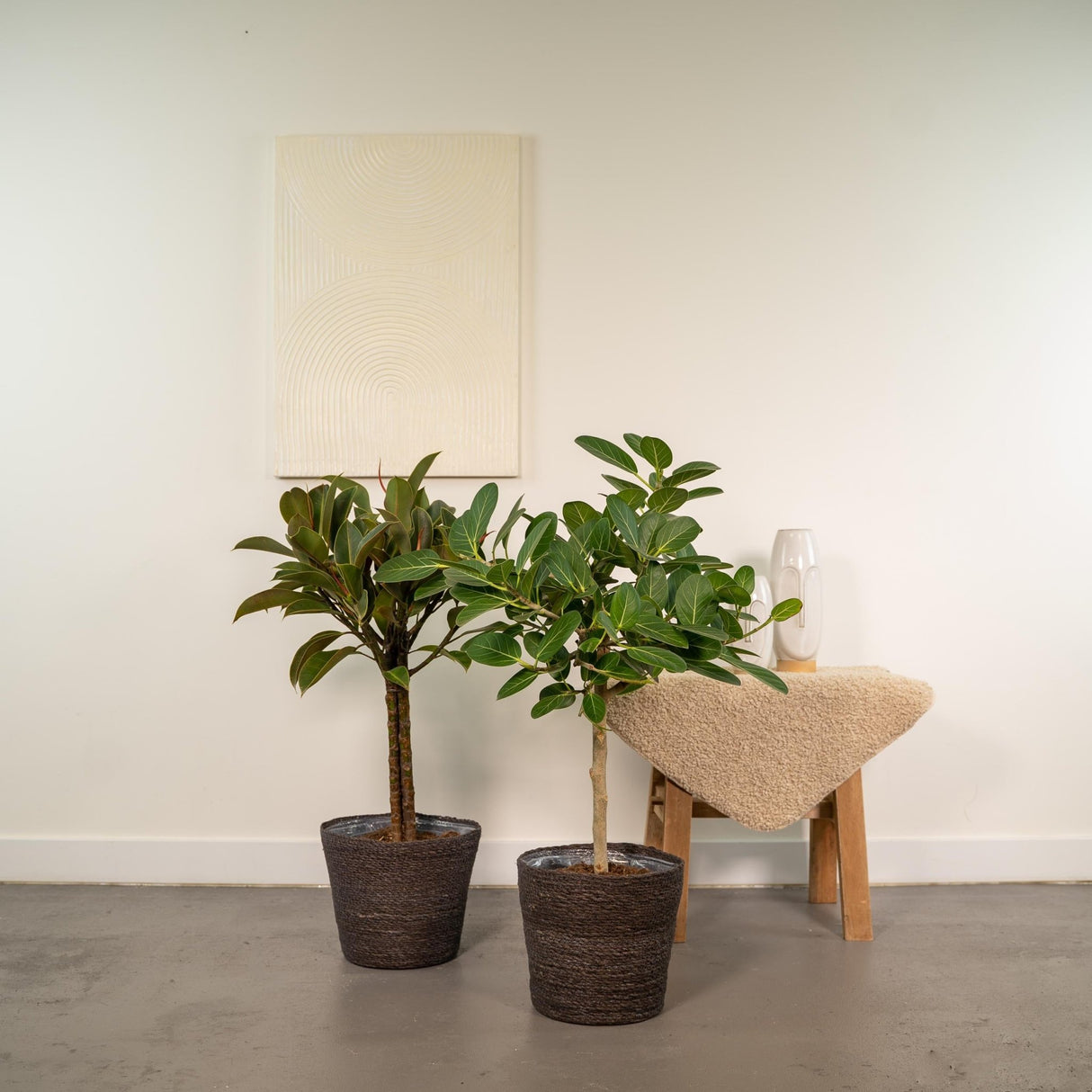 Livraison plante Coffret Ficus et ses paniers noirs - Lot de 2 plantes, h90cm