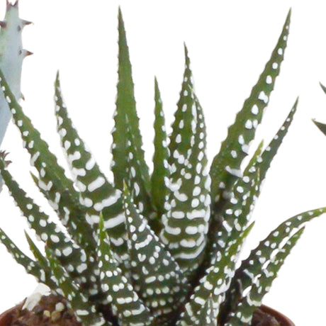 Livraison plante Coffret Gasteria, Haworthia et ses caches - pots blancs - Lot de 5 plantes, h13cm