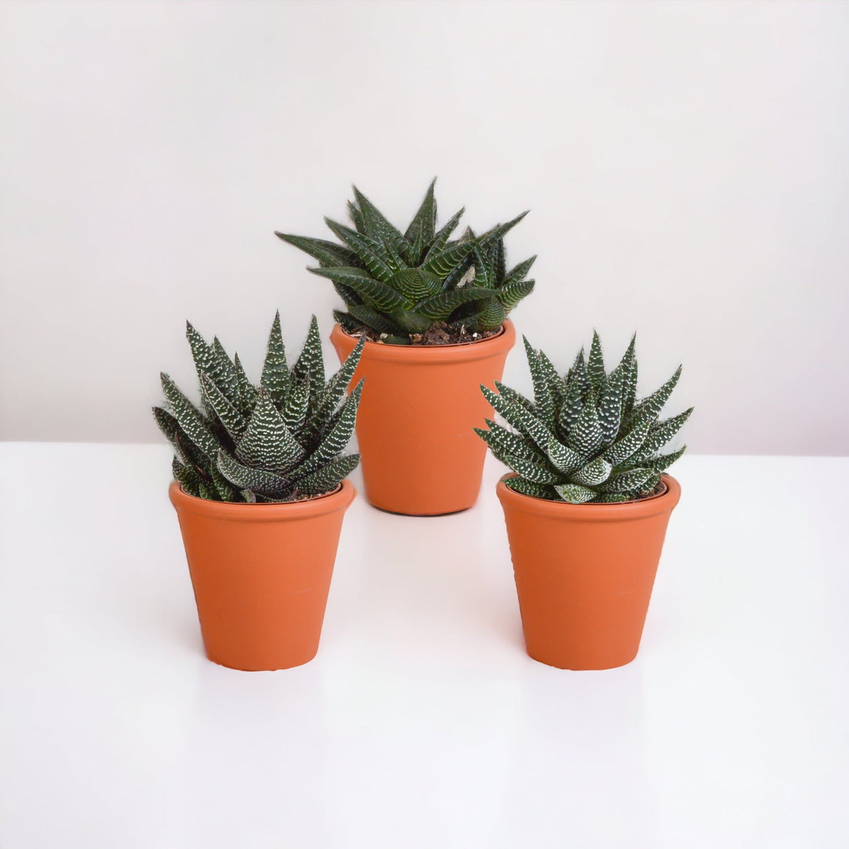 Livraison plante Coffret Gasteria, Haworthia et ses caches - pots terracotta - Lot de 3 plantes, h18cm