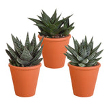 Livraison plante Coffret Gasteria, Haworthia et ses caches - pots terracotta - Lot de 3 plantes, h18cm