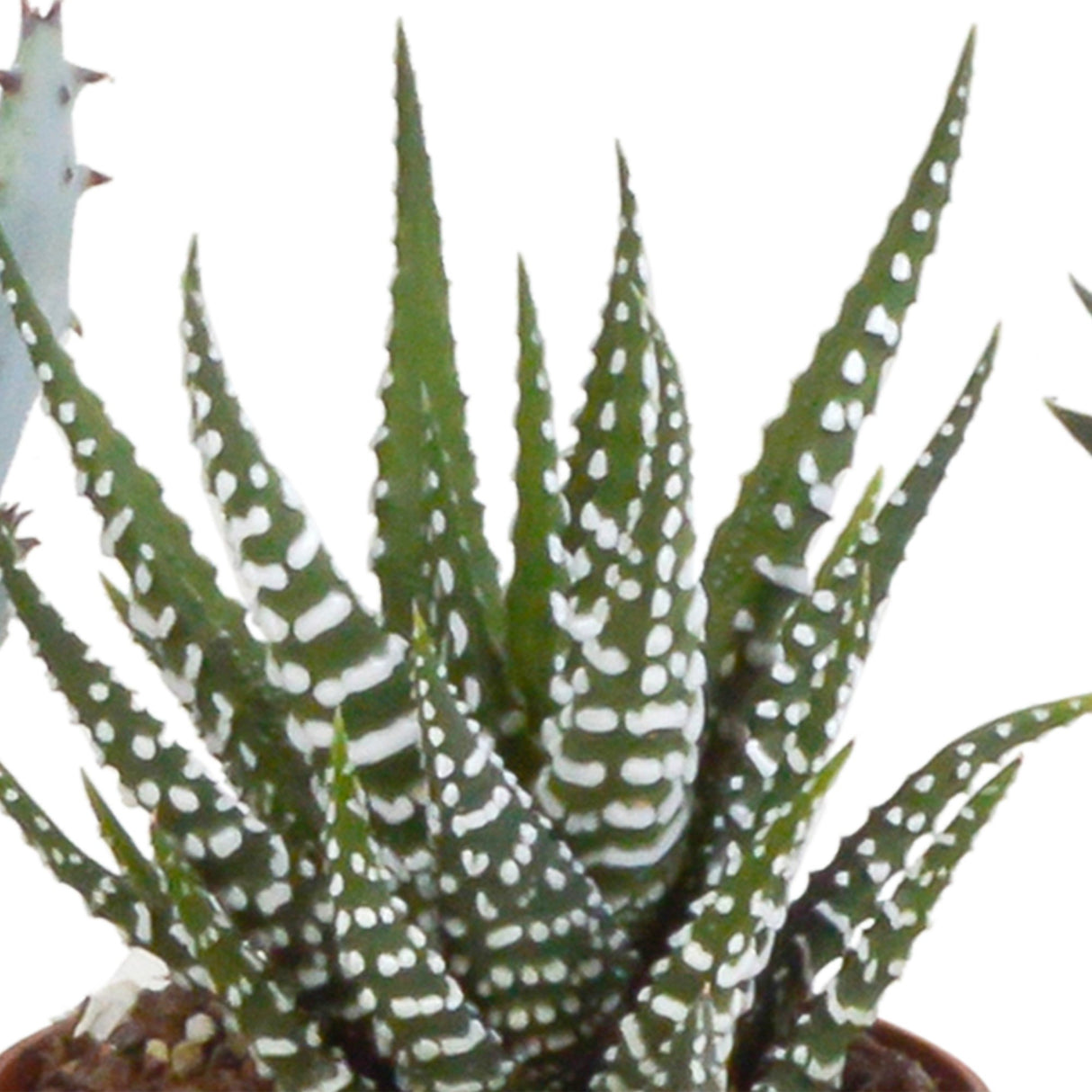 Livraison plante Coffret Gasteria, Haworthia et ses caches - pots terracotta - Lot de 5 plantes, h13cm