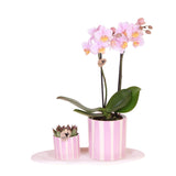 Livraison plante Coffret Orchidée Méditerranéenne Sunset Phalaenopsis Andorra