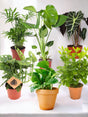 Livraison plante Coffret - Pack de 6 plantes