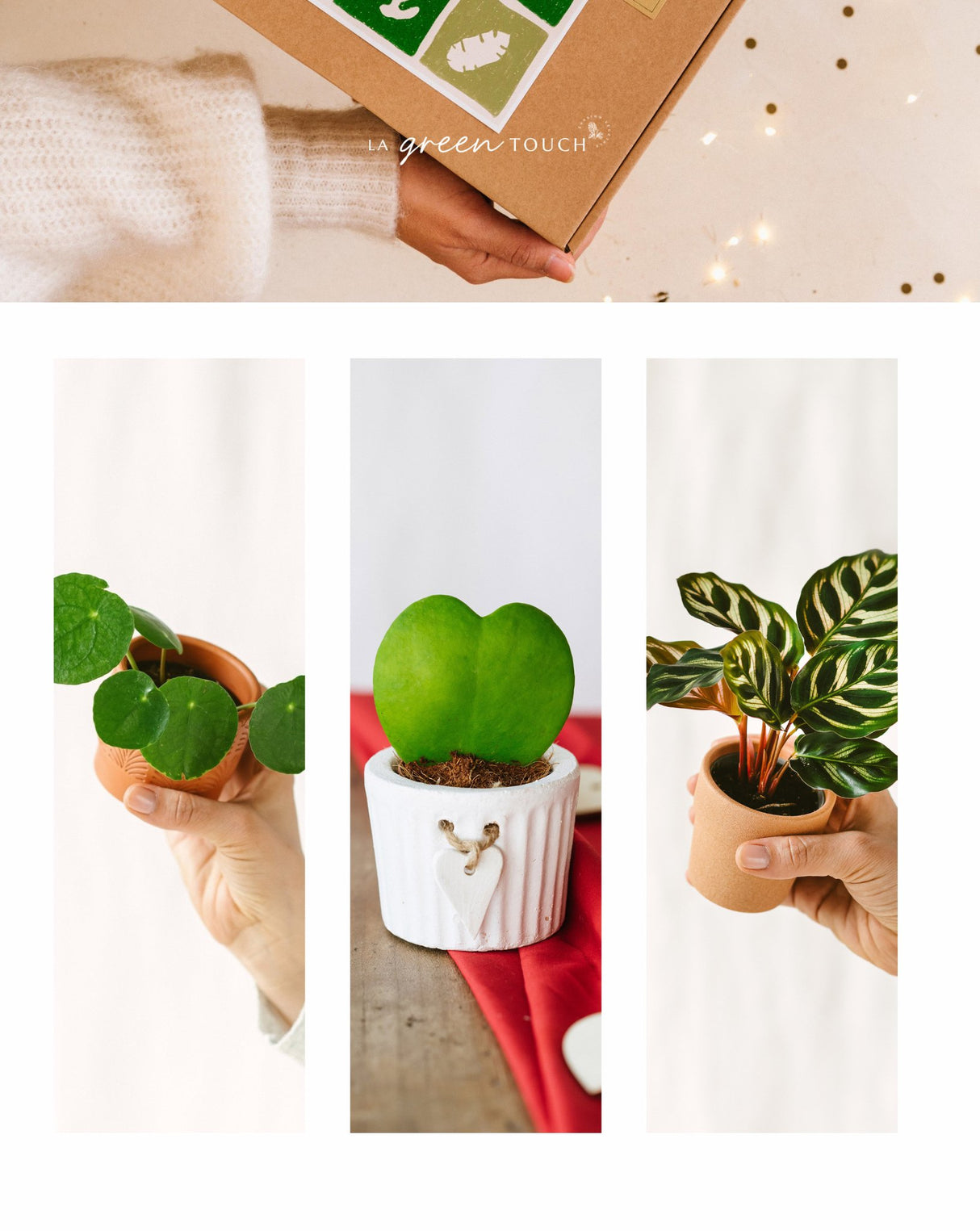 Livraison plante Coffret Perfect plant gift - Trio de Baby plantes