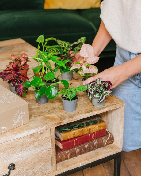 Livraison plante Coffret Perfect plant gift - Trio de Baby plantes