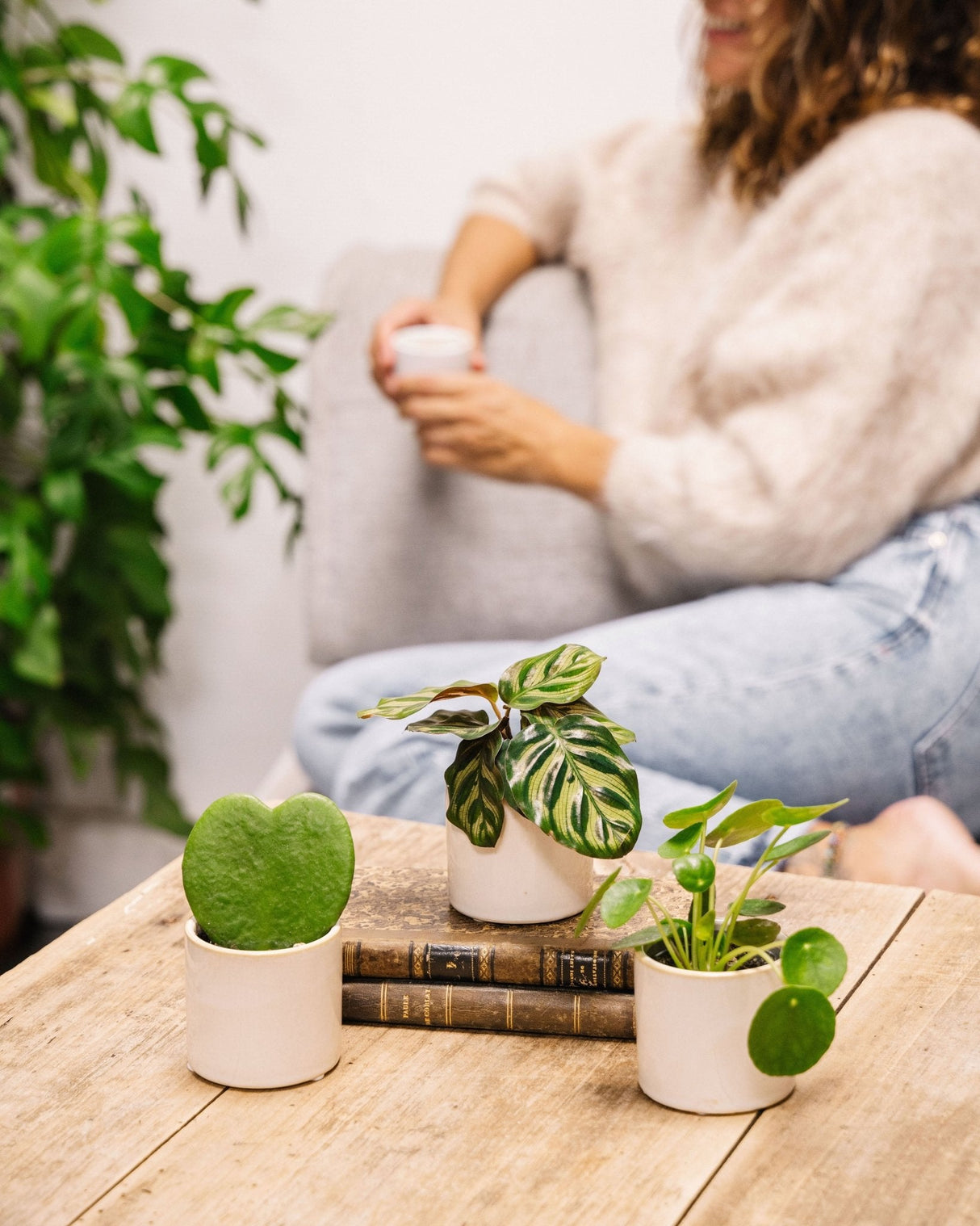 Livraison plante Coffret Perfect plant gift - Trio de Baby plantes