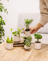 Livraison plante Coffret Perfect plant gift - Trio de Baby plantes