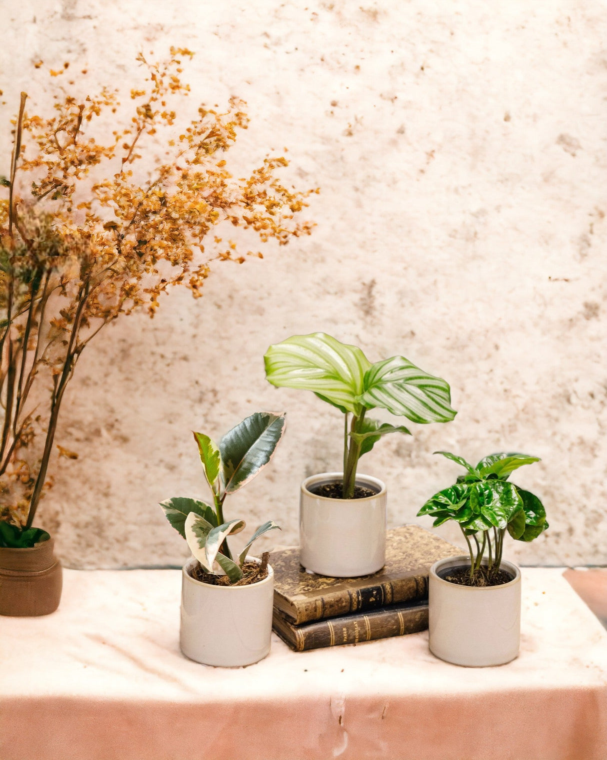 Livraison plante Coffret Perfect plant gift - Trio de Baby plantes