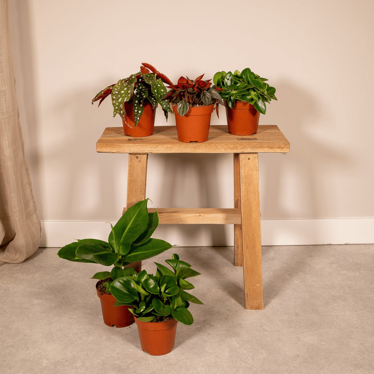 Livraison plante Coffret - Plantes d'intérieur surprises