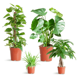 Livraison plante 🌿 Coffret – Plantes faciles d’entretien (x4)