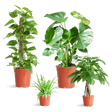 Livraison plante 🌿 Coffret – Plantes faciles d’entretien (x4)