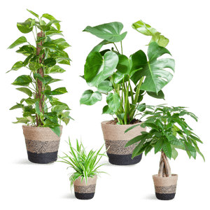 Livraison plante 🌿 Coffret – Plantes faciles d’entretien (x4)