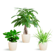 Livraison plante 🐾 Coffret – Plantes Pet's Friendly