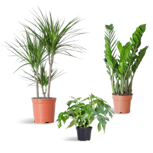 Livraison plante 🌿 Coffret – Plantes pour coins ombragés (x3)