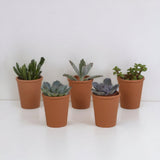 Livraison plante Coffret succulente et ses pots terracotta - Lot de 5 plantes, h13cm