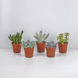 Livraison plante Coffret succulente - Lot de 10 plantes, h13cm