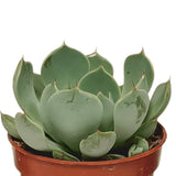 Livraison plante Coffret succulente - Lot de 10 plantes, h13cm